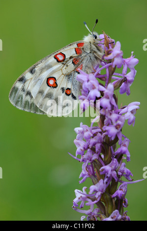 Randonnée papillon Apollon (Parnassius apollo), reposant sur une orchidée parfumée (Gymnadenia conopsea), Biosphaerengebiet Banque D'Images