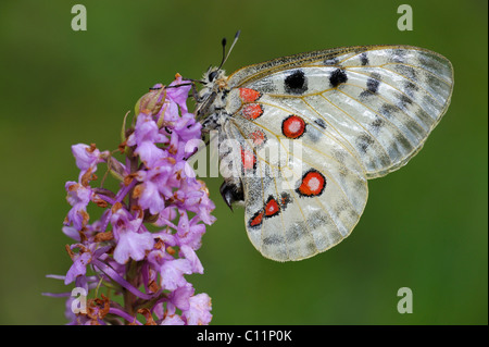 Randonnée papillon Apollon (Parnassius apollo), reposant sur une orchidée parfumée (Gymnadenia conopsea), Biosphaerengebiet Banque D'Images