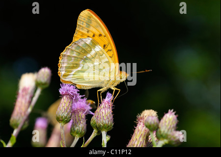 Silver-lavé fritillary (Argynnis paphia), l'alimentation sur un chardon des champs (Cirsium arvense), Biosphaerengebiet Alb Schwaebische Banque D'Images