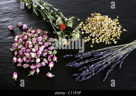 Les fleurs séchées, la lavande (Lavandula angustifolia), de carthame (Carthamus), boutons de rose (Rosa) et de camomille (Matricaria chamomilla) Banque D'Images