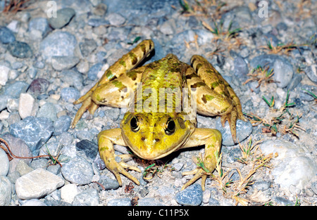 Grenouille des marais (Rana ridibunda Pallas) Banque D'Images