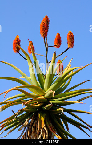 Aloès du cap (Aloe ferox), le Namaqualand, Afrique du Sud, l'Afrique Banque D'Images