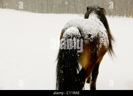 Étalon islandais dans la neige Banque D'Images