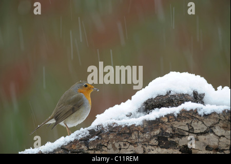 Robin (Erithacus rubecula aux abords) dans la neige Banque D'Images