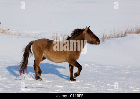 Konik polonais ou cheval primitif (Equus przewalskii f. caballus) marcher dans la neige en hiver Banque D'Images