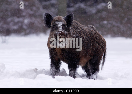 Le sanglier (Sus scrofa), krosian dans les bois en hiver avec de la neige Banque D'Images