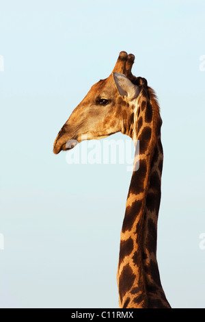 Girafe (Giraffa camelopardalis), portrait, Etosha National Park, Namibie, Afrique Banque D'Images