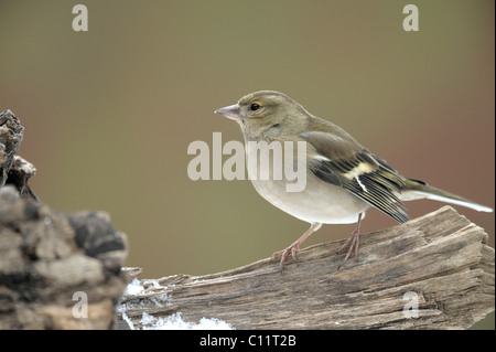 (Fringilla coelebs Chaffinch femelle) Banque D'Images