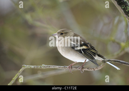 (Fringilla coelebs Chaffinch femelle) Banque D'Images