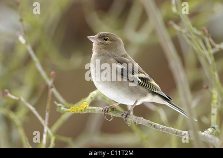 (Fringilla coelebs Chaffinch femelle) Banque D'Images