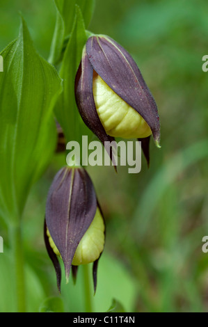 Lady's Slipper Orchid (Cypripedium calceolus) Banque D'Images