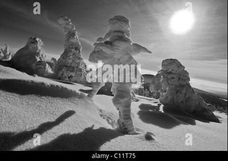 L'hiver sur le mont Brocken, dans le Harz, noir et blanc, Blocksberg Mountain, parc national de Harz, Saxe-Anhalt, Allemagne, Europe Banque D'Images