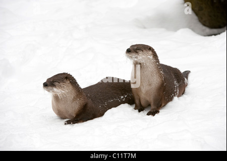 La loutre (Lutra lutra), couple dans la neige, Edersee Wildlife park, Hesse du Nord, Allemagne, Europe Banque D'Images