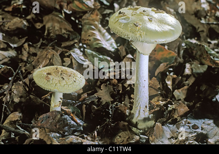 Faux plafond, mort ou citron (Amanita Amanita citrina) Banque D'Images