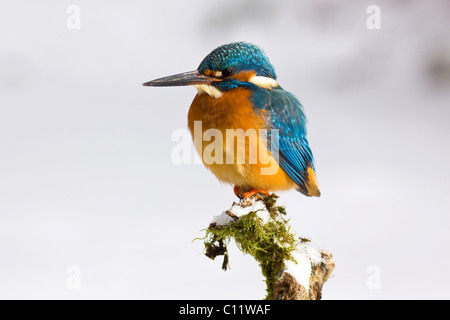 Kingfisher (Alcedo atthis) en hiver, assis sur une branche couverte de neige, l'Allemagne, de l'Europe Banque D'Images