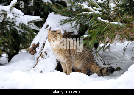 Chat sauvage (Felis silvestris) en hiver Banque D'Images