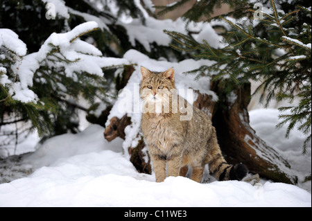 Chat sauvage (Felis silvestris) en hiver Banque D'Images