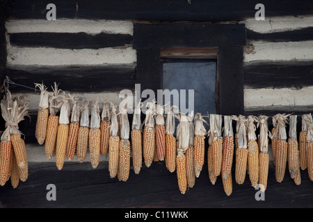 Épis de maïs accrochés à sécher à un vieux cottage dans le Spreewald, Brandebourg, Allemagne, Europe Banque D'Images