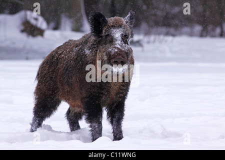 Le sanglier (Sus scrofa), krosian en hiver dans une forêt couverte de neige Banque D'Images