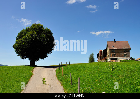 Tilleul (Tilia) avec ferme dans le canton d'Appenzell, Suisse, Europe Banque D'Images