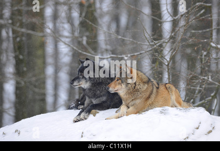 La vallée du Mackenzie, Loup Loup toundra de l'Alaska ou canadien Timber Wolf (Canis lupus occidentalis), deux loups dans la neige Banque D'Images