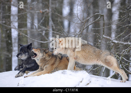 La vallée du Mackenzie, Loup Loup toundra de l'Alaska ou canadien Timber Wolf (Canis lupus occidentalis), les loups dans la neige Banque D'Images