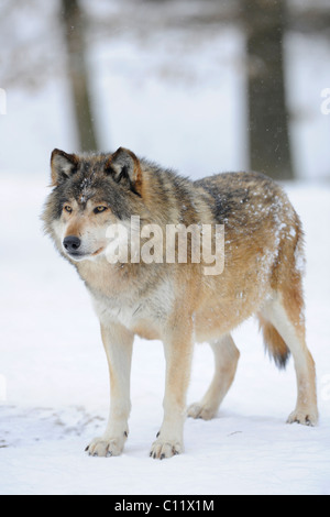 La vallée du Mackenzie, Loup Loup toundra de l'Alaska ou canadien Timber Wolf (Canis lupus occidentalis) dans la neige, leader de l'emballage Banque D'Images