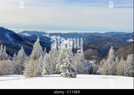 Sapins couverts de neige Argent (Abies alba) sur Mt. Feldberg, dans le dos les collines boisées de la Forêt-Noire du sud, Landkreis Banque D'Images