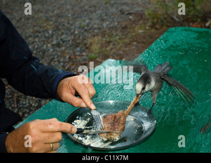 L'homme de manger un steak, Mésangeai du Canada, Whisky Jack (Perisoreus canadensis), le vol de la viande d'une assiette, camping, Territoire du Yukon Banque D'Images