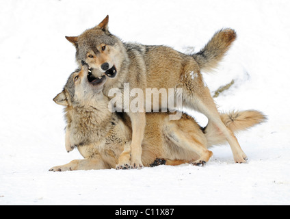 Combats, jouant les loups, CUB, Mackenzie le loup, loup toundra de l'Alaska ou canadien Timber Wolf (Canis lupus occidentalis) dans le Banque D'Images