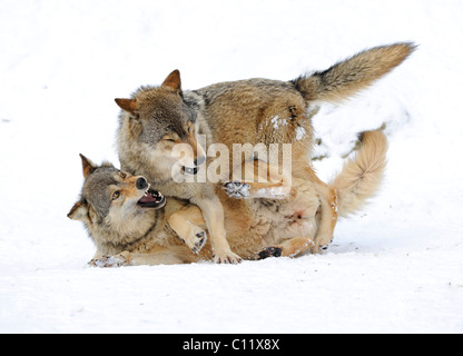 Combats, jouant les loups, CUB, Mackenzie le loup, loup toundra de l'Alaska ou canadien Timber Wolf (Canis lupus occidentalis) dans le Banque D'Images