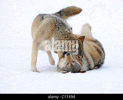 Combats, jouant les loups, CUB, Mackenzie le loup, loup toundra de l'Alaska ou canadien Timber Wolf (Canis lupus occidentalis) dans le Banque D'Images