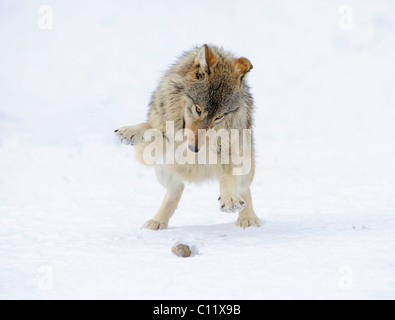 Loup du Mackenzie, toundra de l'Alaska Wolf ou canadien Timber Wolf (Canis lupus occidentalis), Cub jouer dans la neige Banque D'Images