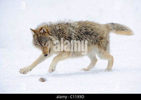 Loup du Mackenzie, toundra de l'Alaska Wolf ou canadien Timber Wolf (Canis lupus occidentalis), Cub jouer dans la neige Banque D'Images