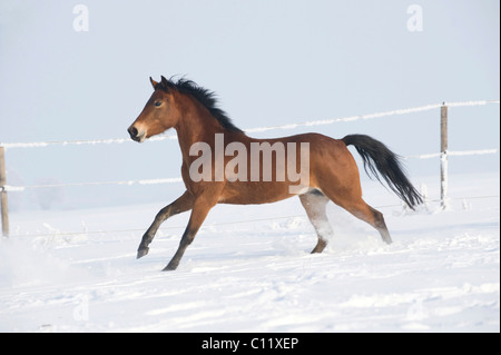 , Mare, brown, au galop dans la neige Banque D'Images