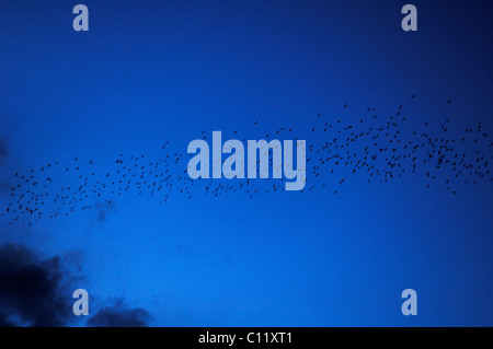 Un meurtre de corbeaux (Corvus frugilegus) dans un ciel bleu nuit, Riedwihr, Alsace, France, Europe Banque D'Images