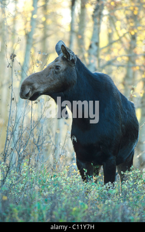 La vache de l'orignal (Alces alces) à l'automne, Alaska, USA Banque D'Images