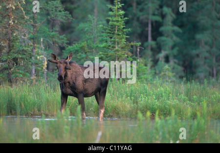 Les jeunes de l'orignal (Alces alces), Bull en velours, bois de plus en plus, l'andouiller de déformation, Canada Banque D'Images