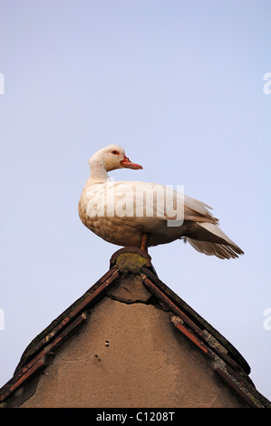 Le canard de Barbarie (Cairina moschata) debout sur la crête d'un toit Banque D'Images