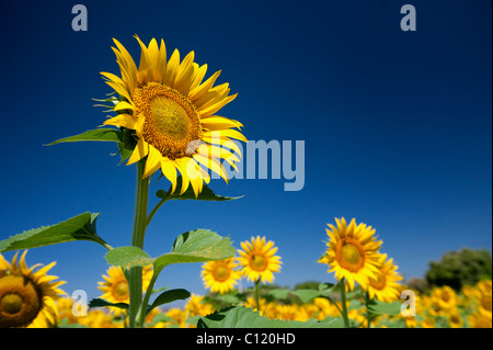 La culture des tournesols dans la campagne indienne, de l'Andhra Pradesh, Inde Banque D'Images