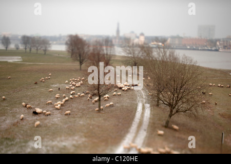 Les moutons en hiver sur le Rhin, Düsseldorf, Rhénanie du Nord-Westphalie, Allemagne, Europe Banque D'Images