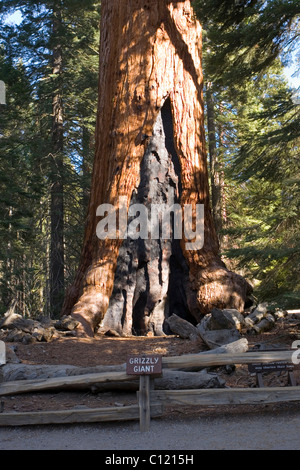 Arbre généalogique de mammouth (Sequoia sempervirens), le Grizzly Giant, Mariposa Grove, Yosemite National Park, California, United States of America Banque D'Images