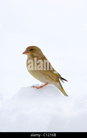 Verdier (Carduelis chloris), Femme Banque D'Images