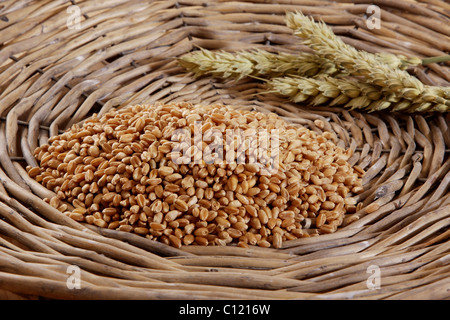 Grains de blé (Triticum) avec les épis de blé dans un panier tressé Banque D'Images