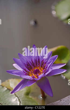 Nénuphar (Nymphaea colorata), violet, violet Banque D'Images