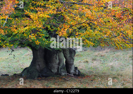 Hêtre européen (Fagus sylvatica), de couleur d'automne hêtre ancienne, Jaegersborg, Danemark, Scandinavie, Europe Banque D'Images