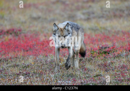 Wolf (Canis lupus), attaque, Denali National Park, Alaska, USA Banque D'Images