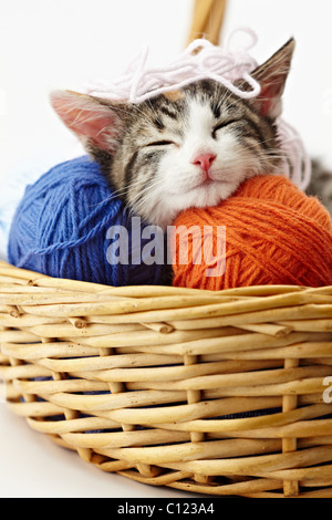 Chaton femelle tricolore dormir sur boule de whool sur fond blanc. La forme verticale Banque D'Images
