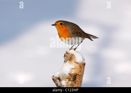 Robin européenne, Redbreast (Erithacus rubecula aux abords) en hiver dans la neige, perché sur souche de bouleau Banque D'Images