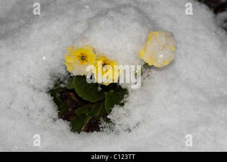 Primrose Primula vulgaris (jaune) la floraison dans la neige Banque D'Images